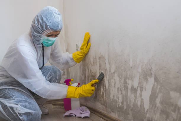 Best Black Mold Remediation in St Marys, WV