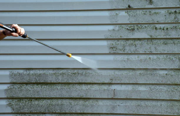 Best Insurance-Related Mold Remediation in St Marys, WV