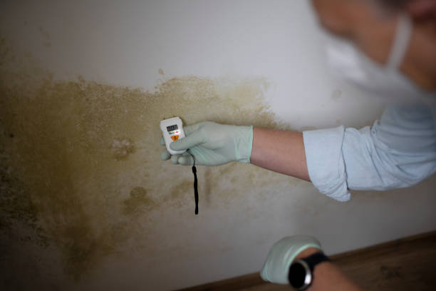 St Marys, WV Mold Remediation Company