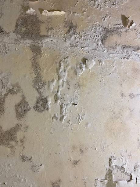 St Marys, WV Mold Remediation Company