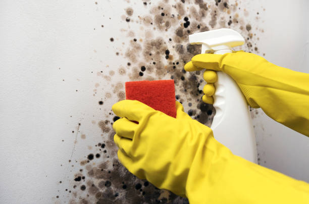 Best HVAC Mold Remediation in St Marys, WV