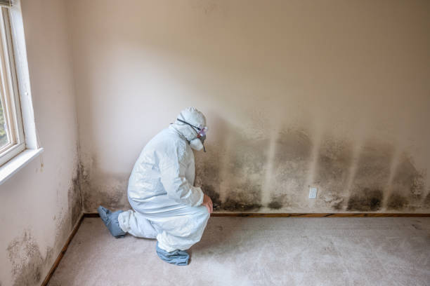 Best White Mold Remediation in St Marys, WV
