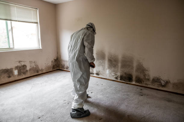 Best DIY Mold Remediation Support Services in St Marys, WV