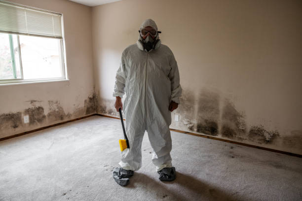 Best Mold Remediation for Schools in St Marys, WV