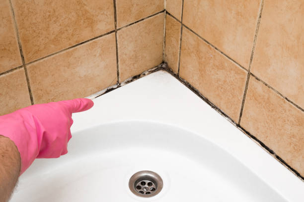 Best Localized Mold Remediation (e.g., coastal areas, humid climates) in St Marys, WV
